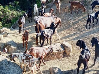 सरकारले यस वर्षको दसैंका लागि उपत्यकामा १ हजार ८०० खसीबोका तथा च्याङ्ग्रा भित्राउने