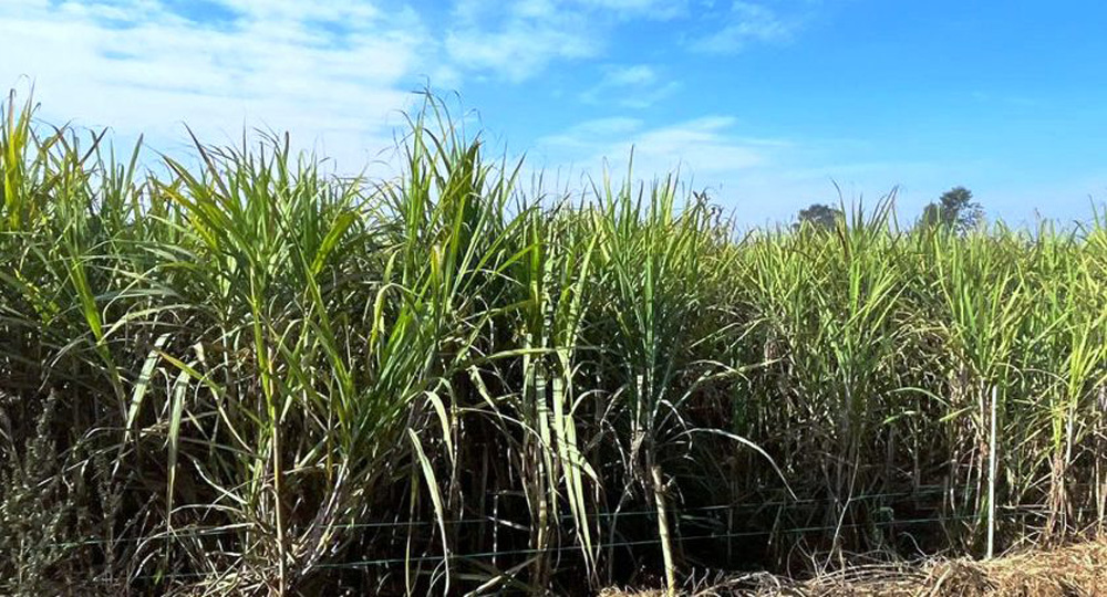 सरकारद्वारा उखुको मूल्य निर्धारण, यस वर्ष क्विन्टलमा ७० रुपैयाँ बढ्यो